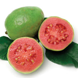 Pink Guava Rosé Balsamic Vinegar