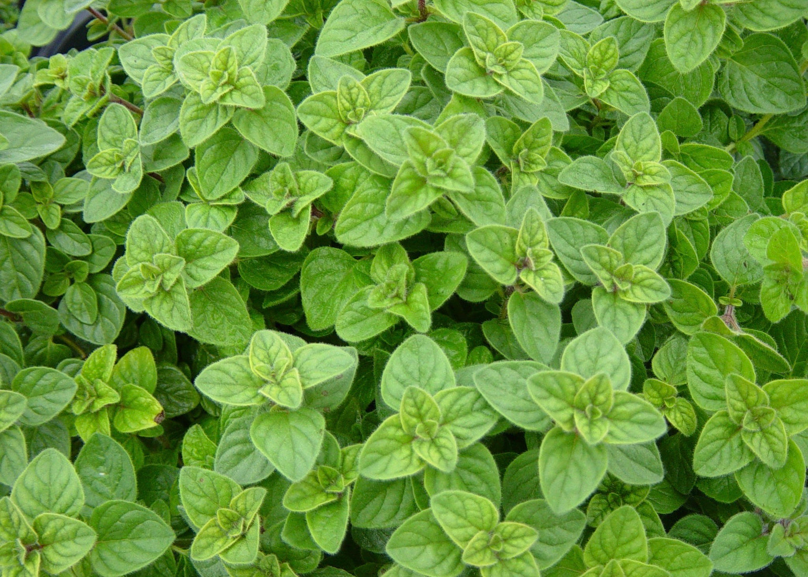 Greek Oregano Fused Olive Oil