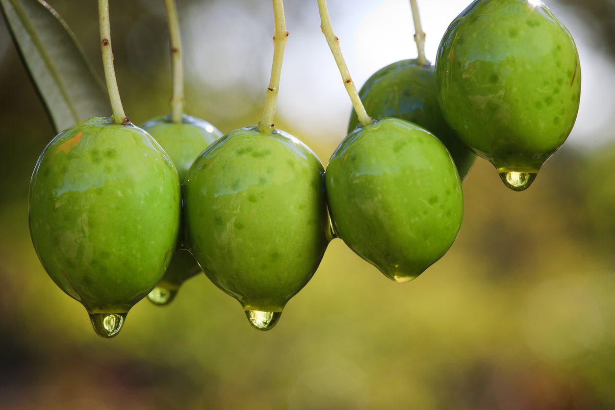 Picual Mild EVOO (Chile) IOO153