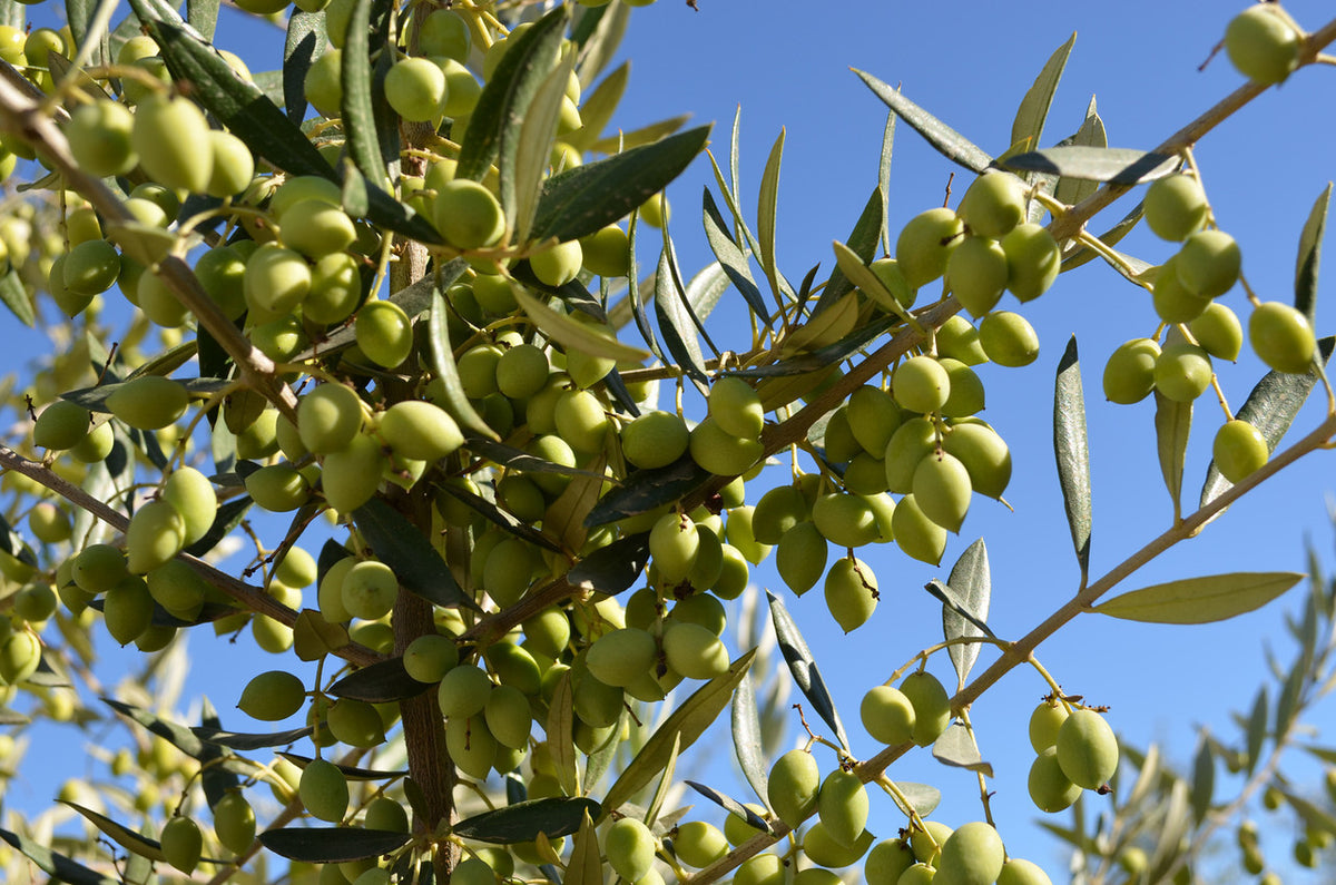Frantoio Mild-EVOO (Chile) I00995