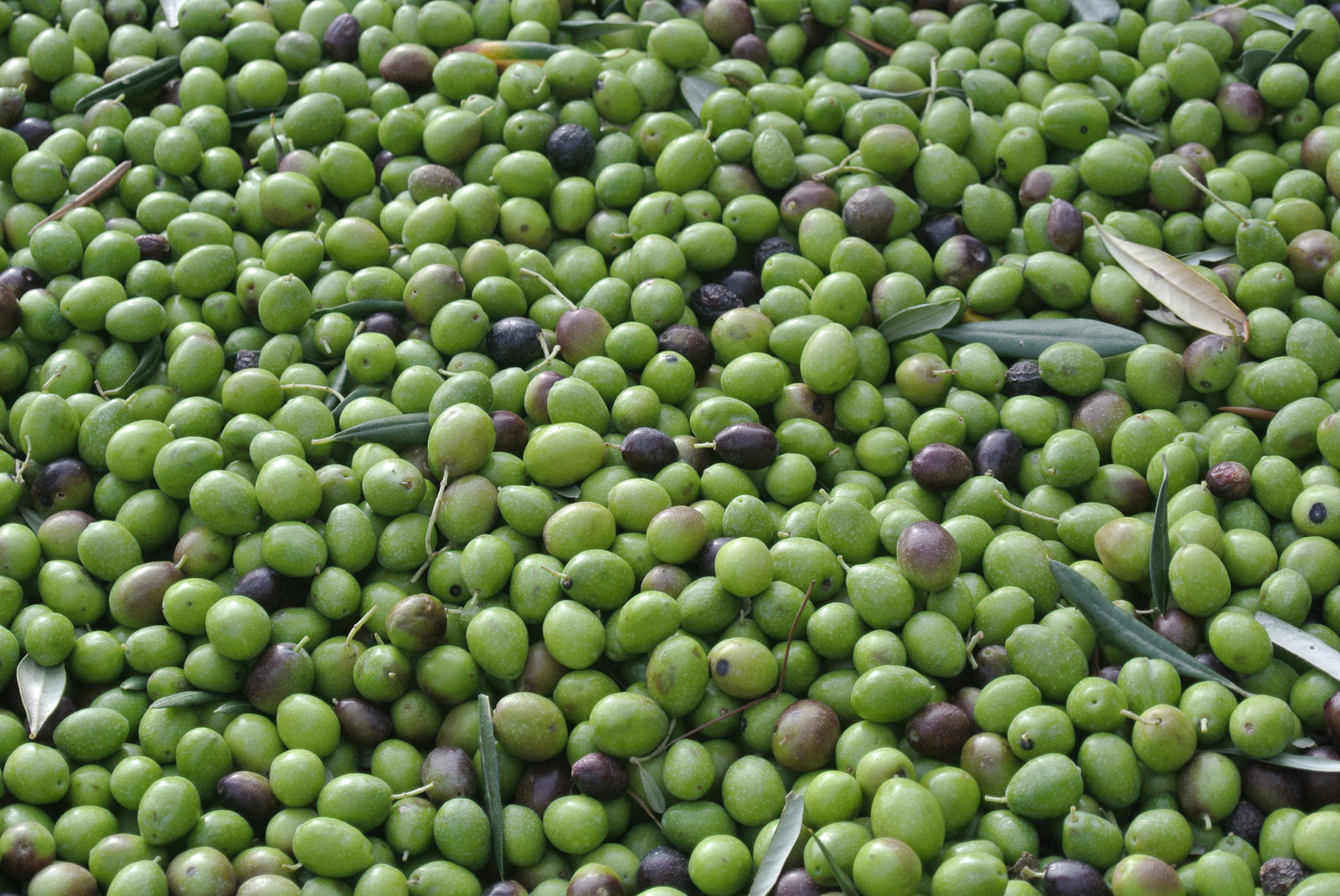 Coratina Robust EVOO (Peru) IOO581