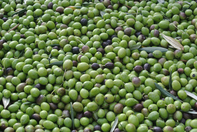 Coratina Medium EVOO (Italy) IO0588