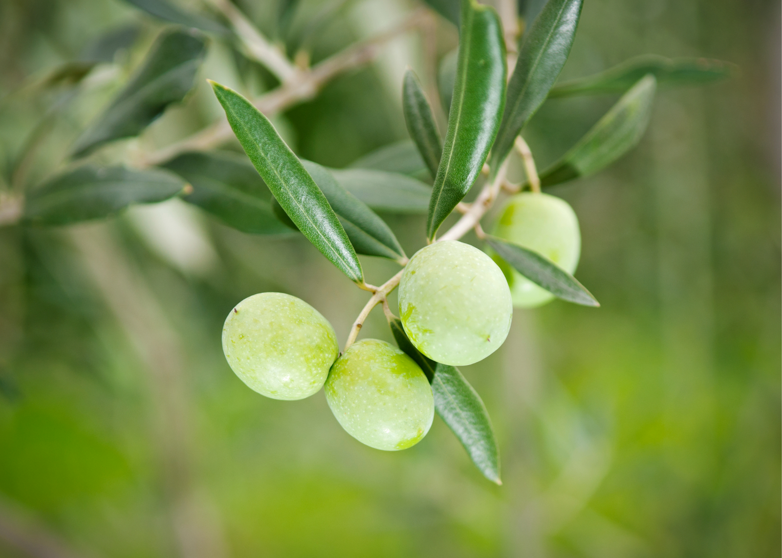 Koroneiki Robust EVOO (Portugal) I00267