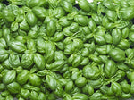 Basil Infused Olive Oil, North Conway Olive Oil Company