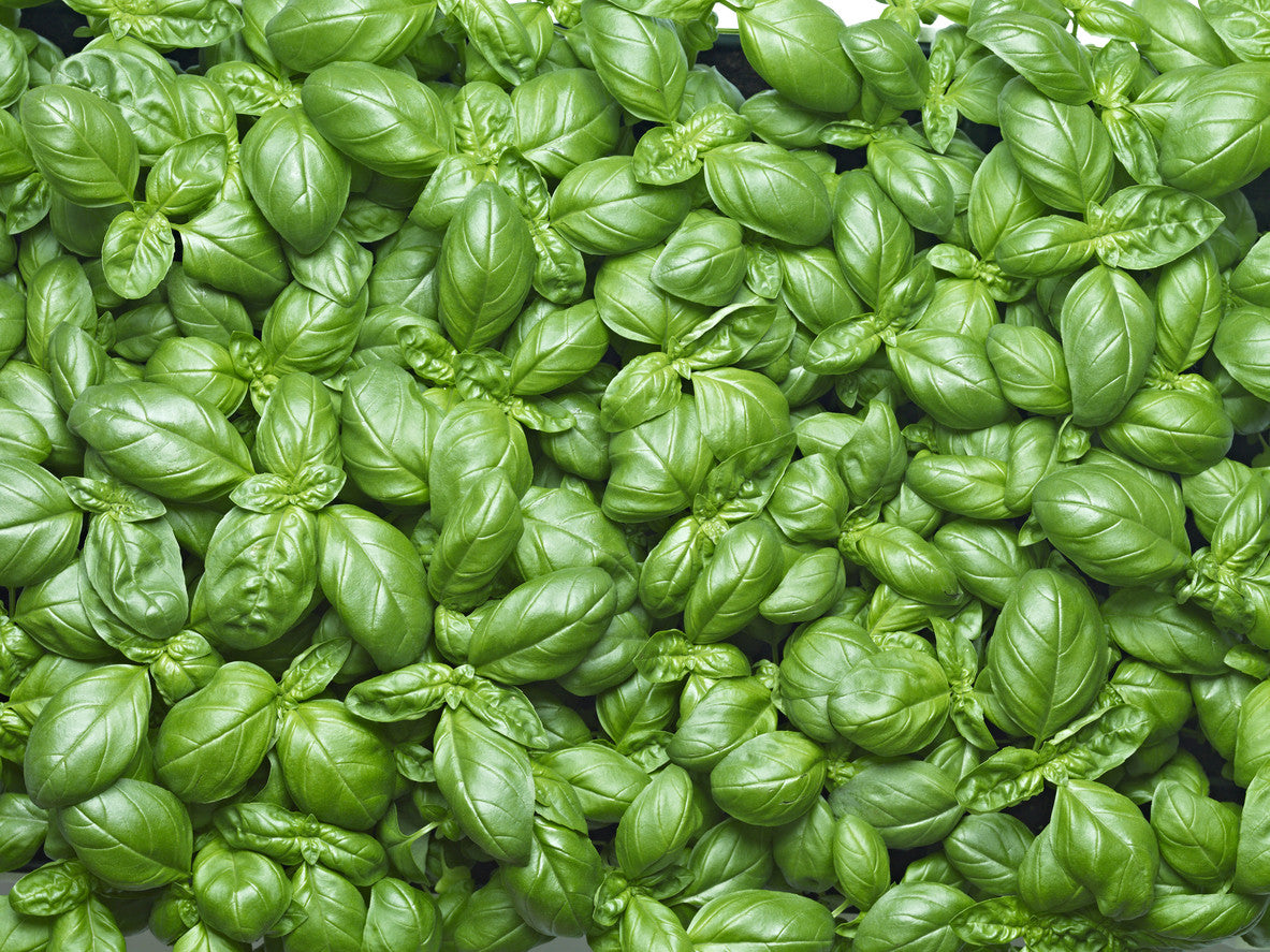 Basil Infused Olive Oil, North Conway Olive Oil Company