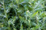 Wild Dill Infused Olive Oil