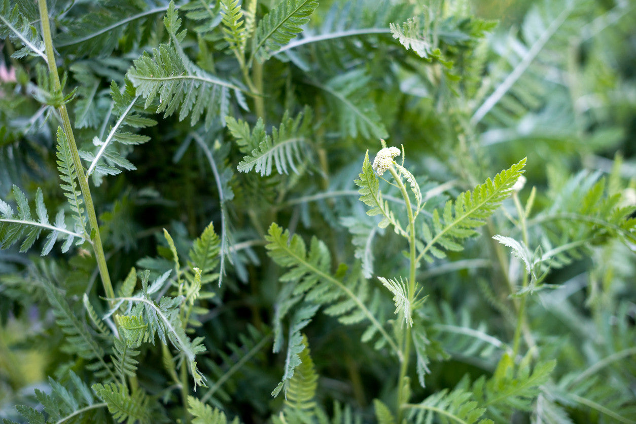 Wild Dill Infused Olive Oil