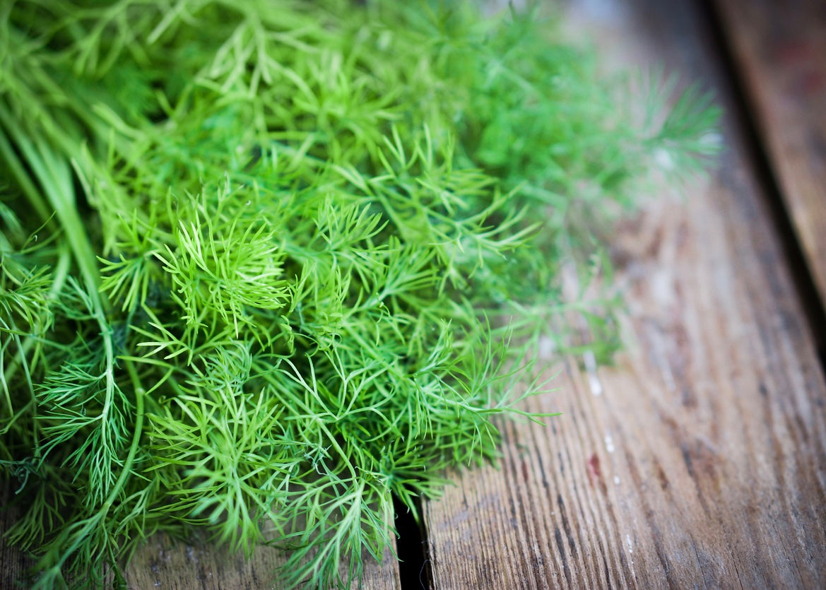 Wild Dill Infused Olive Oil