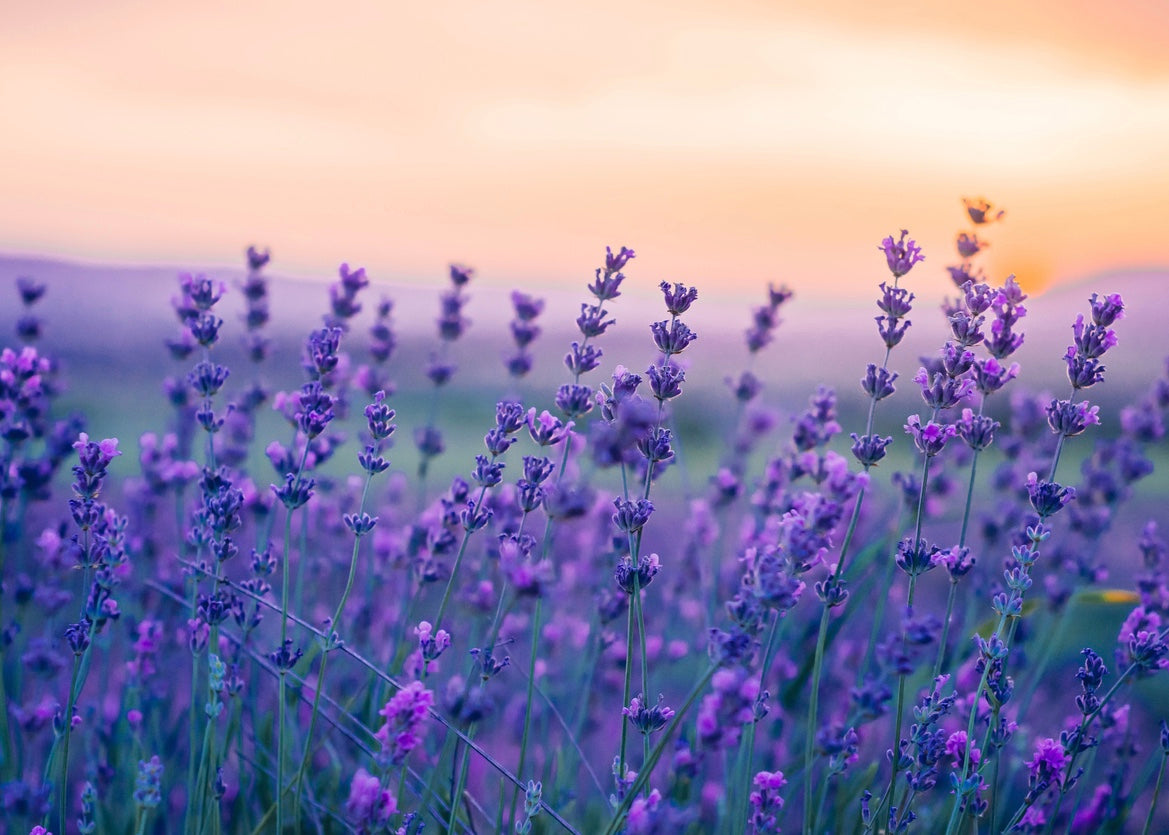 Lavender Dark Balsamic Vinegar