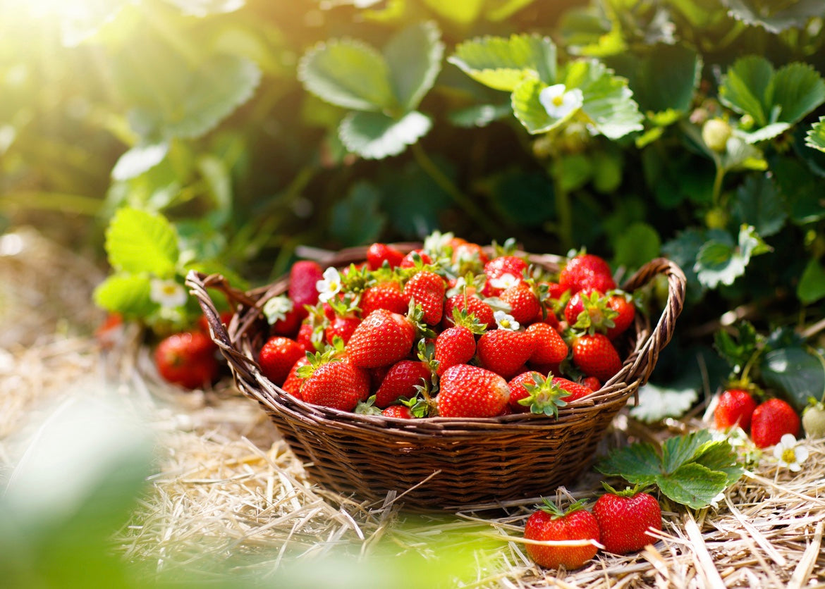 Strawberry Dark Balsamic Vinegar