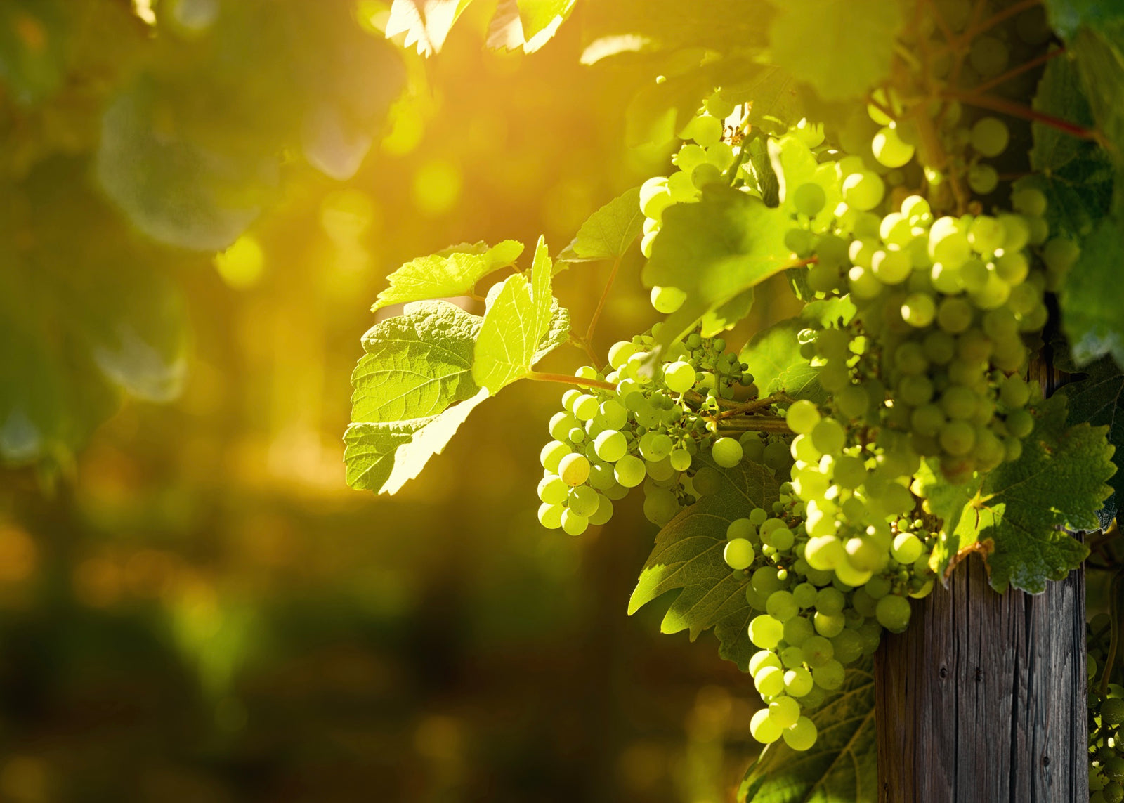 A-Premium White Balsamic Vinegar