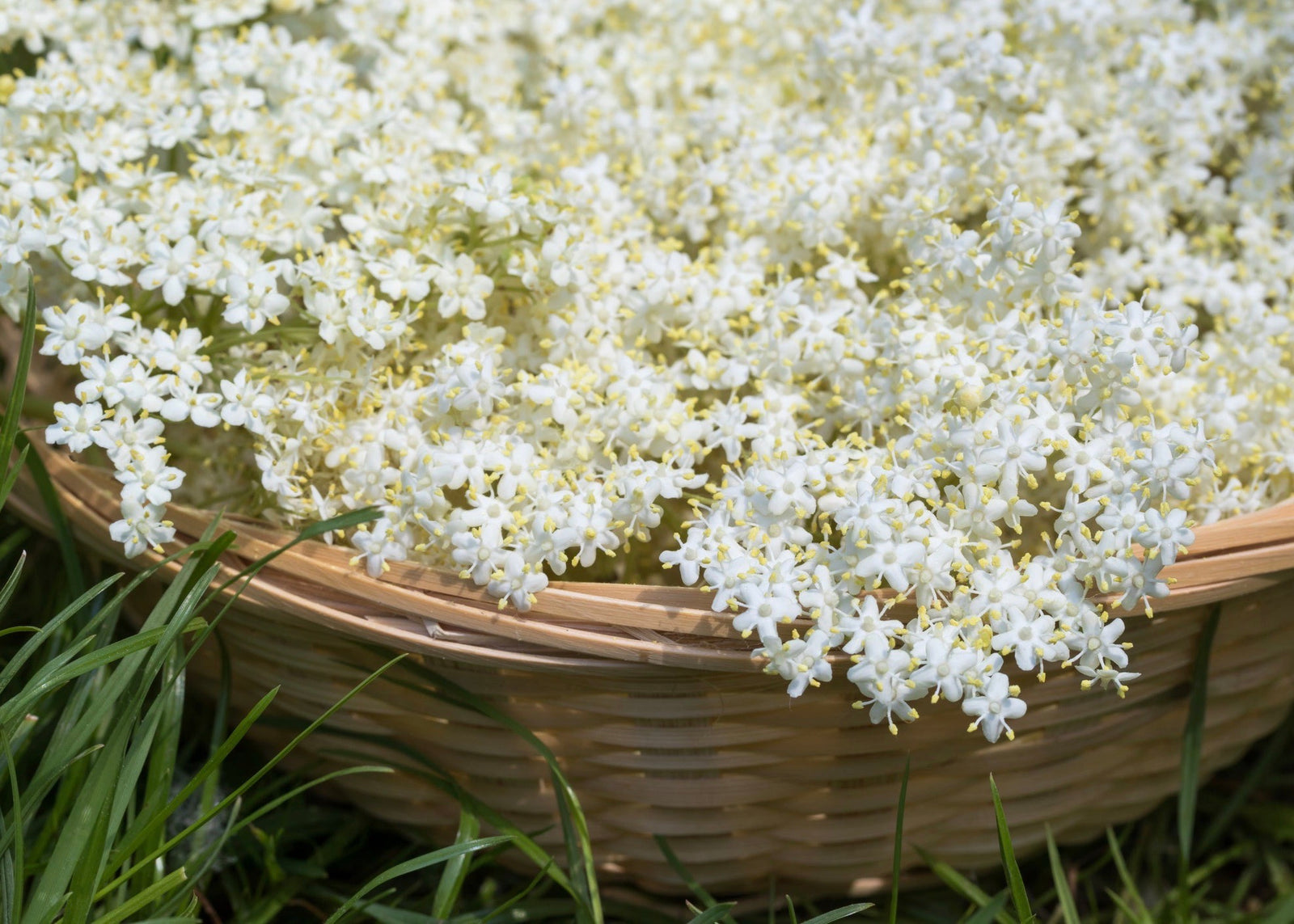 Elderflower White Balsamic Vinegar