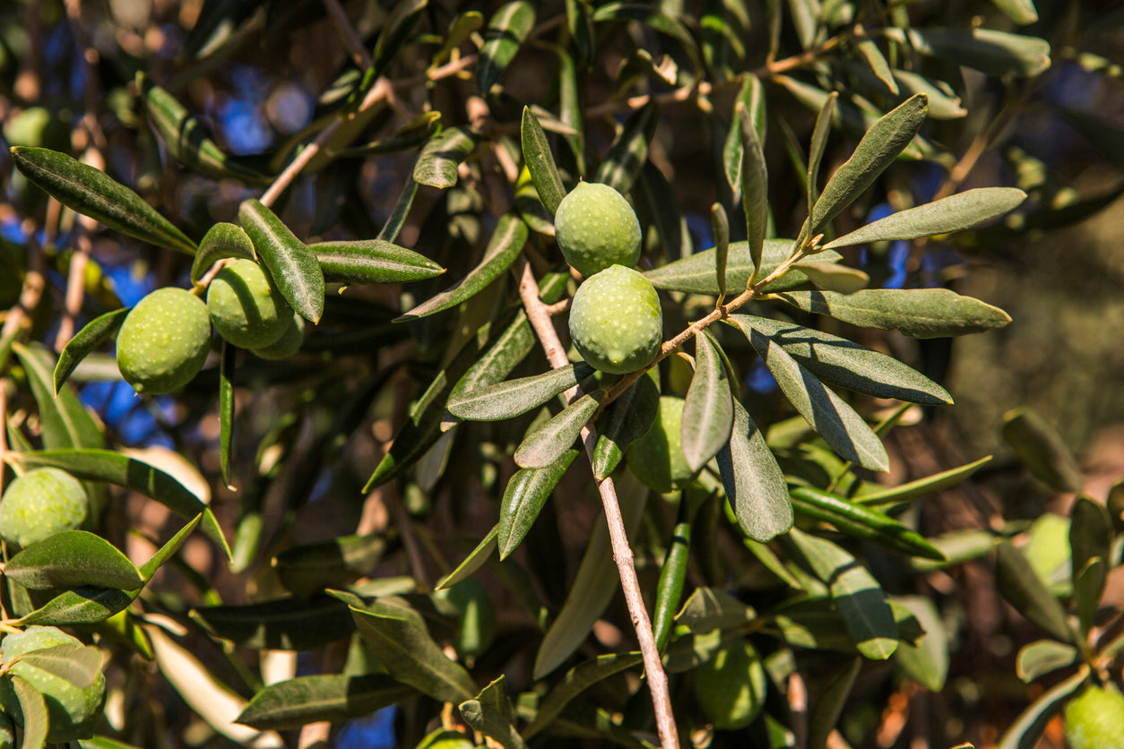 Arbequina Mild EVOO (Chile) I00964